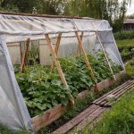 Film greenhouse for cucumbers