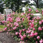 вариант использования ярких роз в дизайне двора